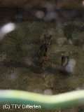 vf2005_70