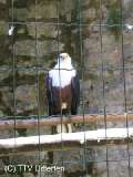 vf2005_71