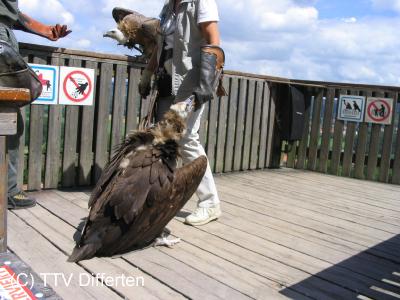 vf2005_69