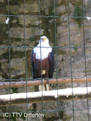vf2005_71